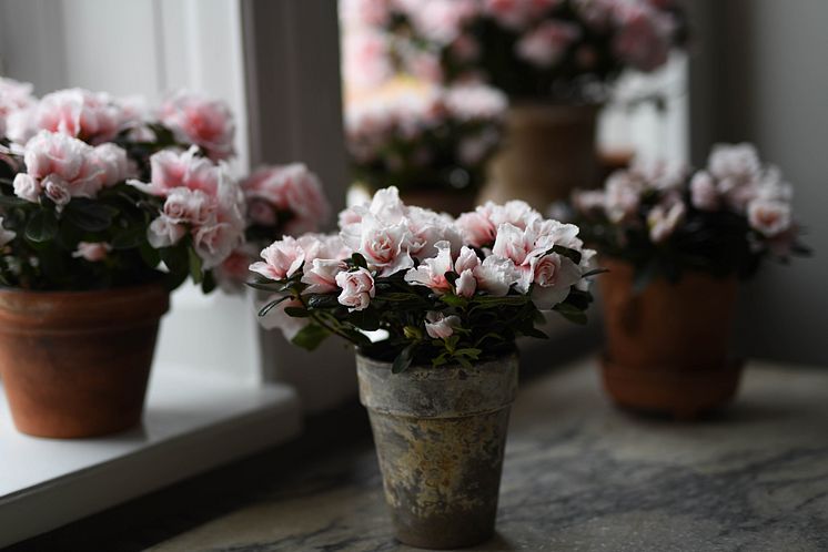 Azalea_vår_2025