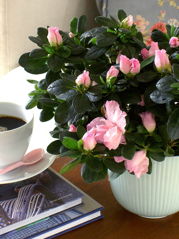 Azalea Terra Nova