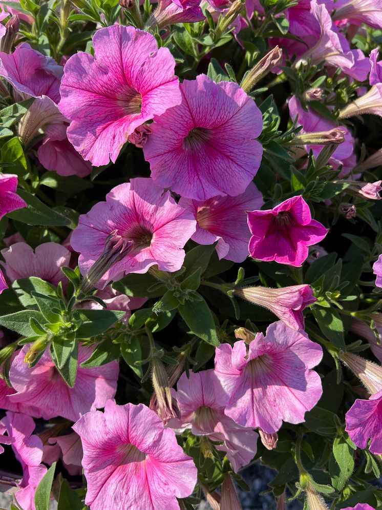 Petunia grandiflora Pink Vein_2024