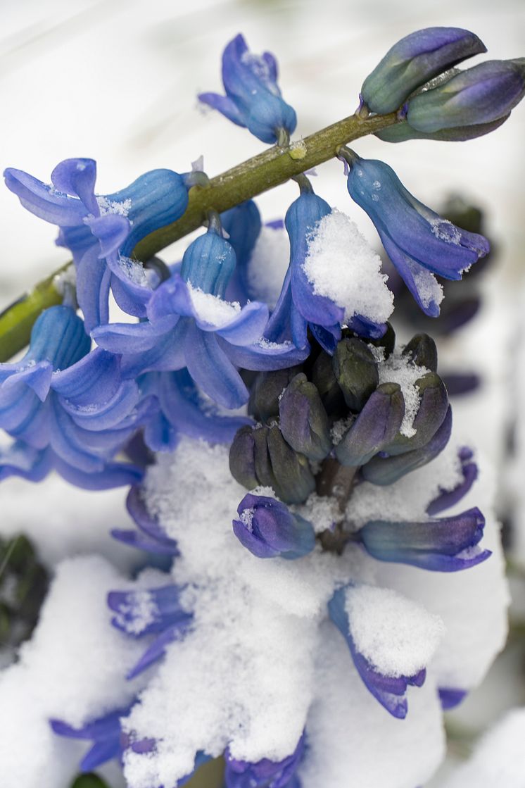 Hyacint-snow-001.jpg