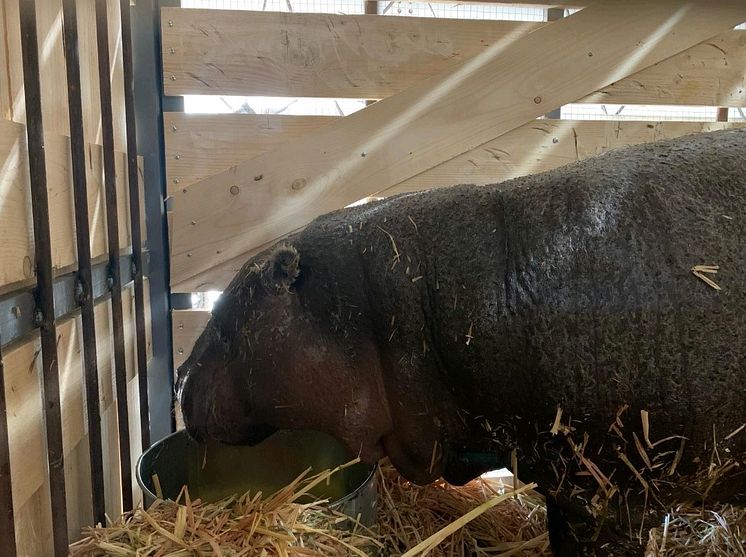 Hippo.jpg