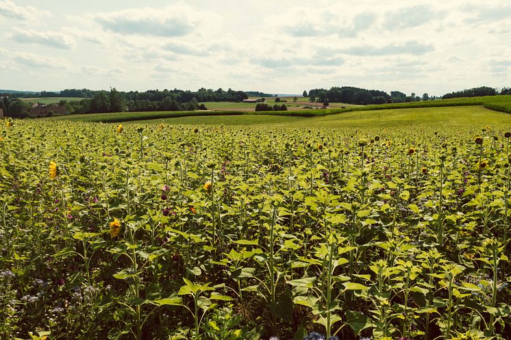 #DoGoood Regionale Biodiversitäts-Initiative
