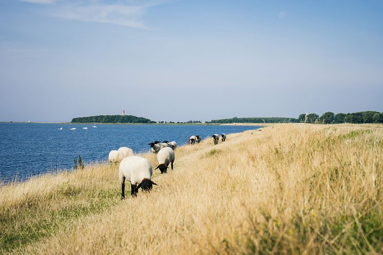 Schafe auf dem Deich der Orther Reede