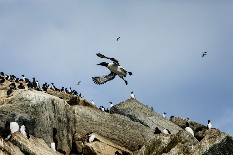 Common guillemot  Hornøya-Christian Roth Christensen - VisitNorway.com (2).JPG