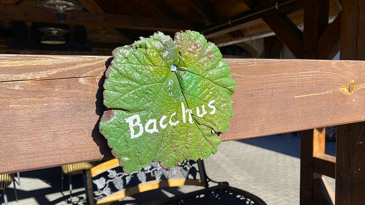 Weingut-Patke_TMB-Fotoarchiv_Matthias-Schäfer.JPG
