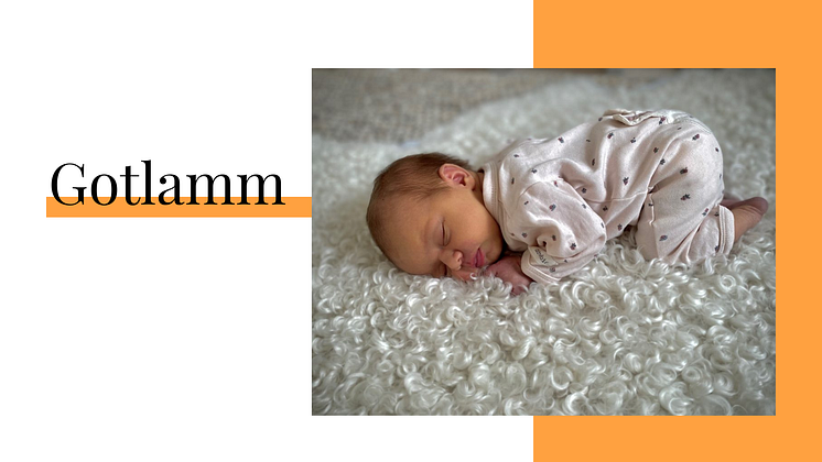 Gotlamm.png