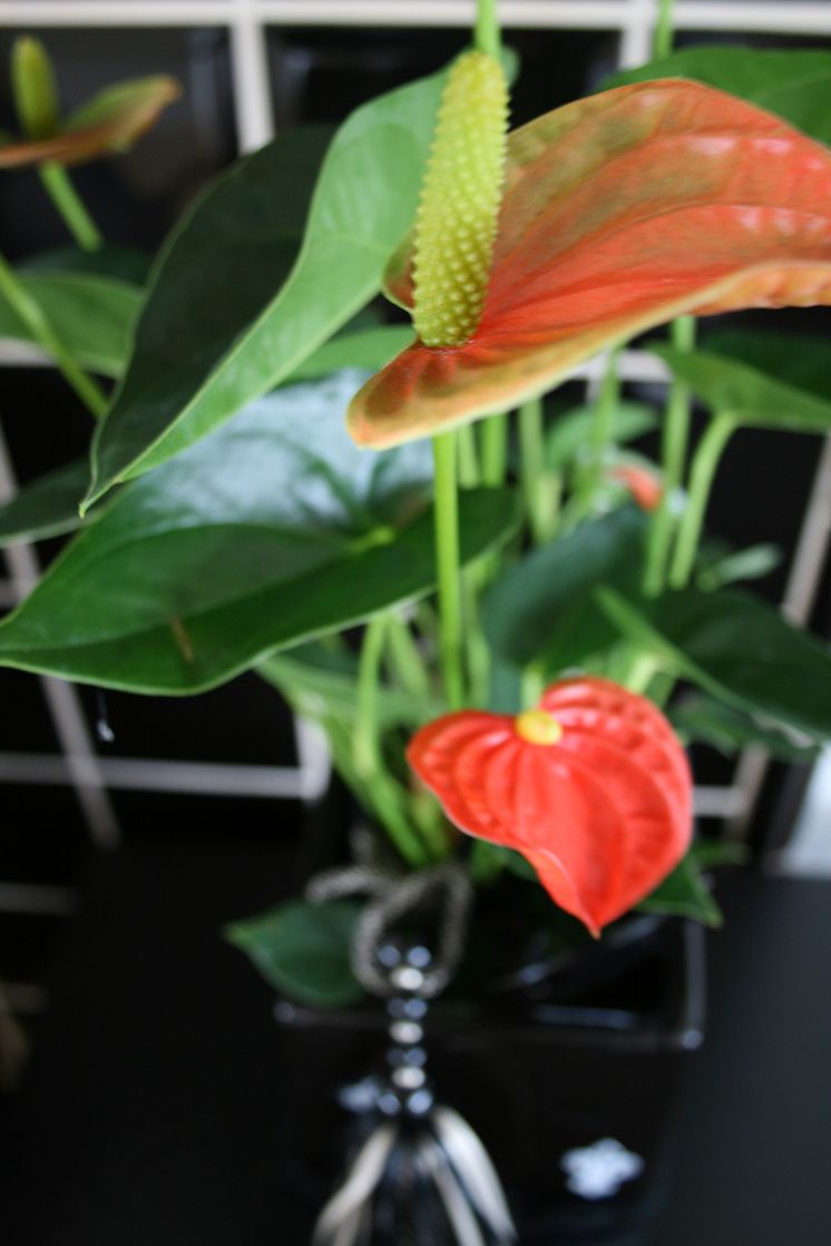 Rosenkalla