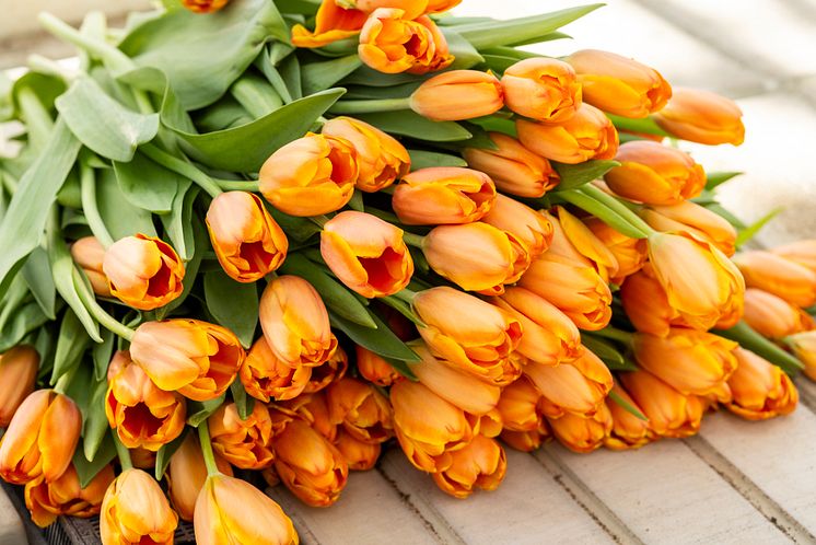 Olles Blommor