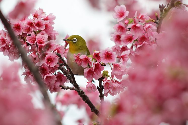 Canon RF 75-300mm F4-5.6_EOSR100_Animal_Sample_CINC_IMG_5824.JPG
