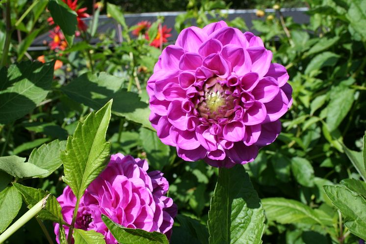 Dahlior