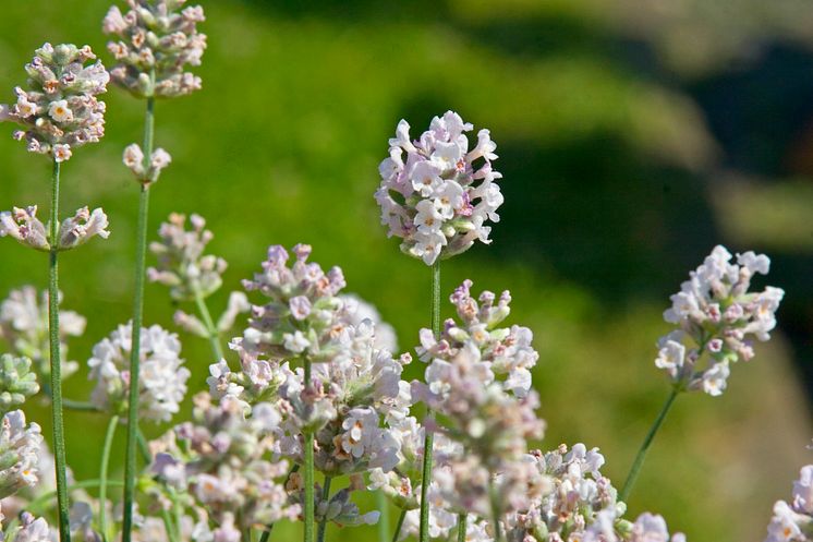 Lavendel, Lavandula Aromatico Silver.