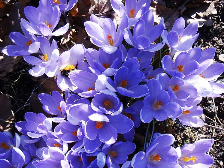 Krokus_Blomsterfestival2010