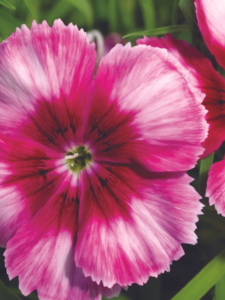 Dianthus 'Venti Parfait Crimson Eye' närbild