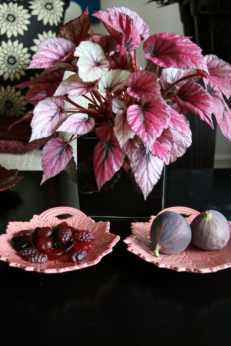 Bladbegonia 2
