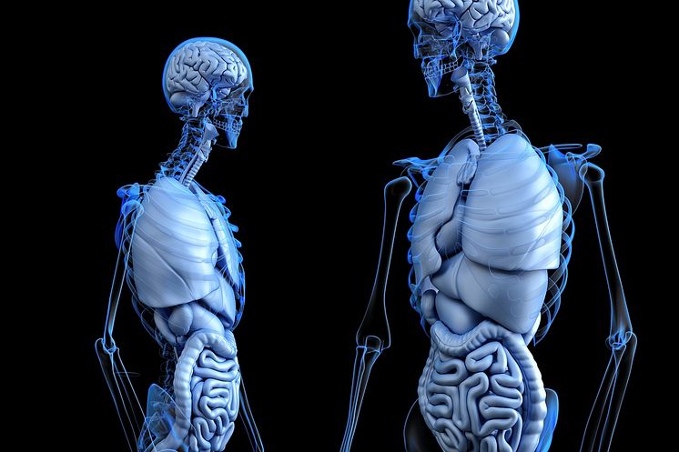 Anatomiskbildorgan