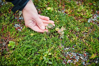 Sedum_low