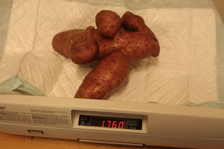 Kubbe potatis á 1 760 gram