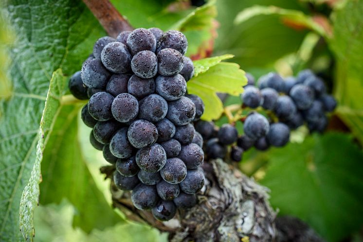 BS_Grape