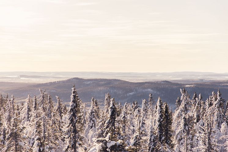 Vinterlandskap