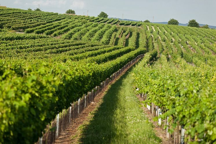 Brunnthal, Weingut Leth, Österrike