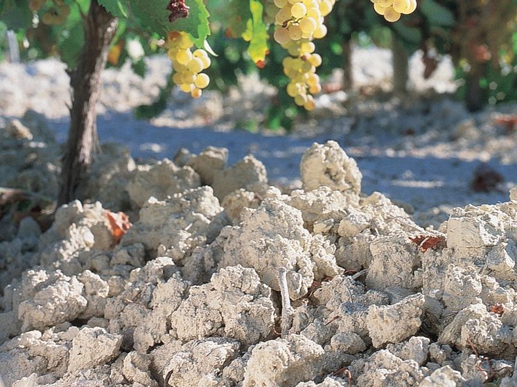 Albariza.jpg