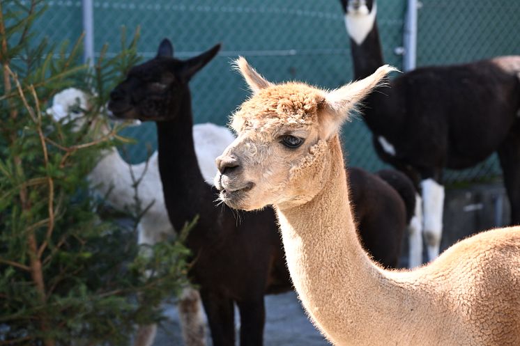 Alpacas und Lamas sind beliebte Sujets an der Oberländischen Herbstausstellung in Thun.