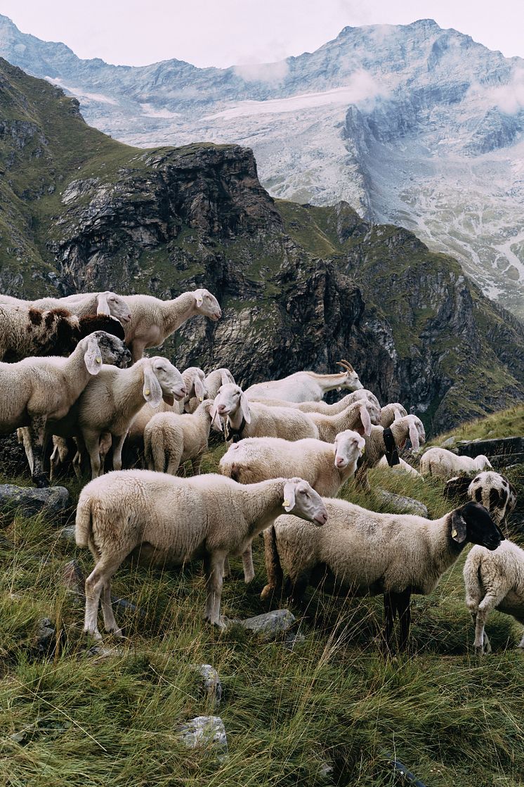 Formafantasma, Transhumance path in the Alps, 2023 