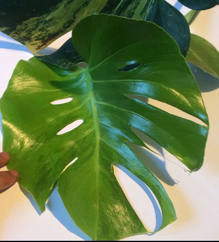 Monstera deliciosa variegata aurea (L)