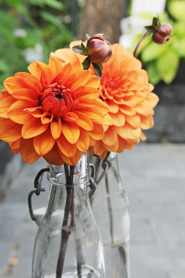 Orange dahlia i vas