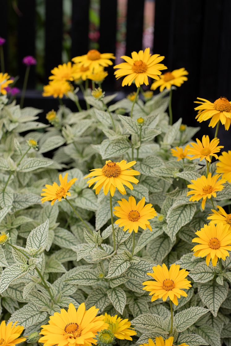 6R2A0103 Heliopsis helianthoides 'Solar Flare'.jpg