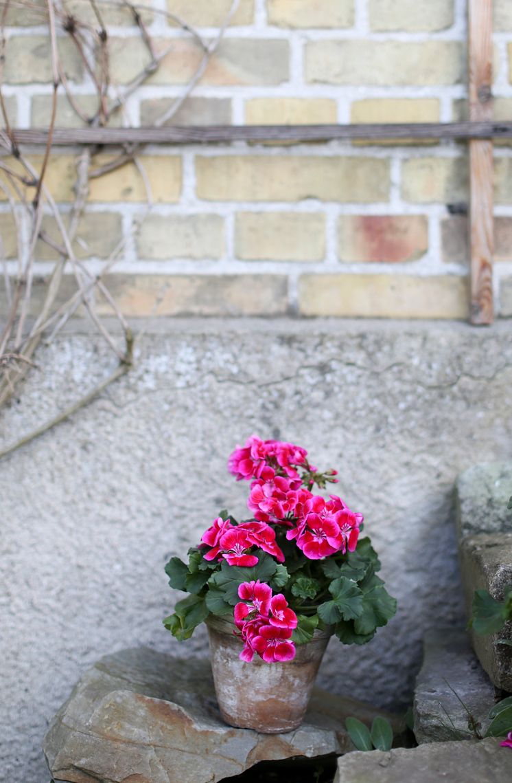 Årets Pelargon 2020 Zonalpelargon TANGO DEEP ROSE WITH EYE