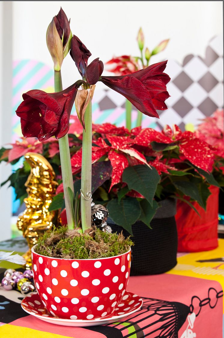 Amaryllis och julstjärna