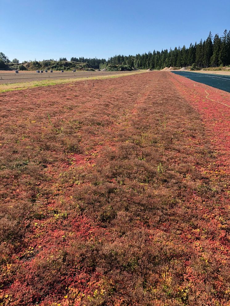 Odling Marksedum kokos