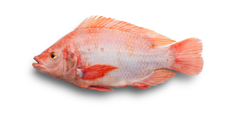 Rödstrimma® från Gårdsfisk