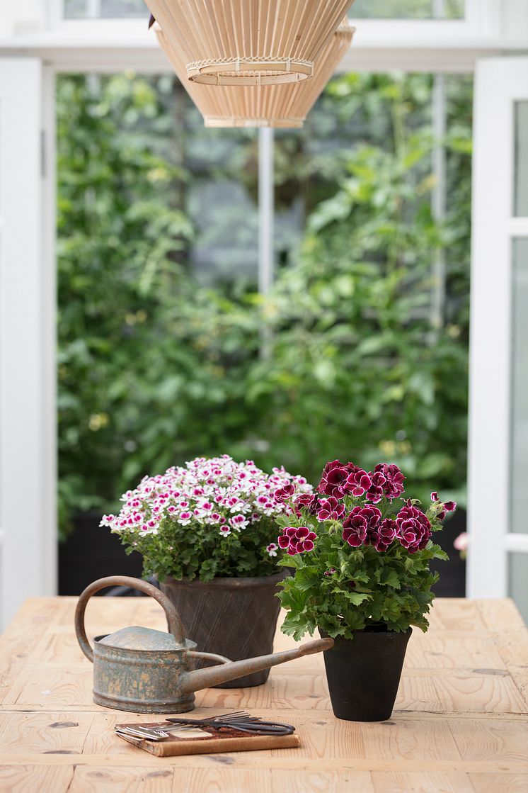 Pelargoner i uterummet. 