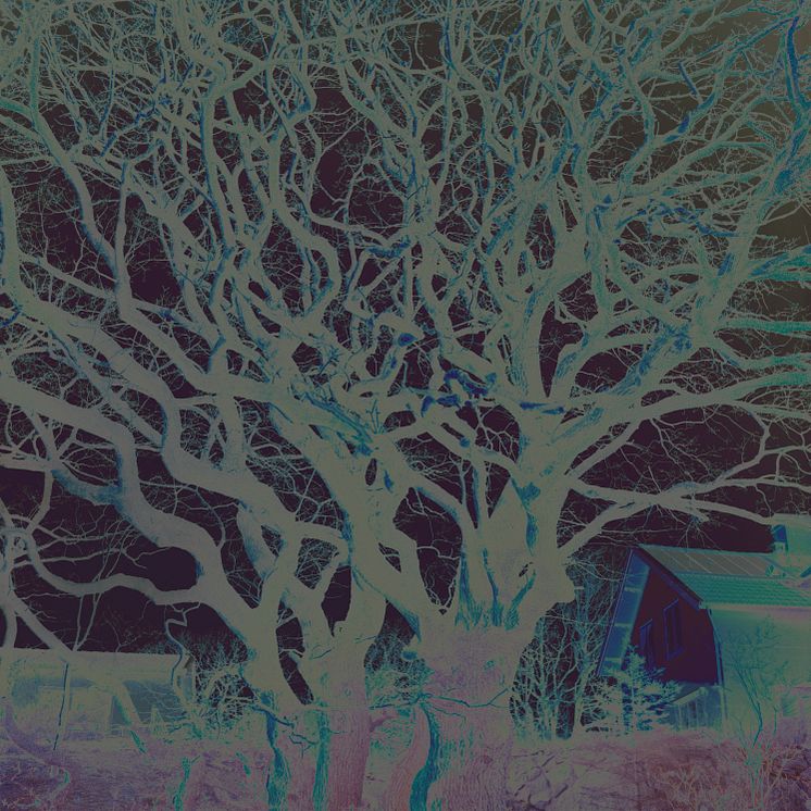 Charlotta Hammar, Medusa Tree, 2019