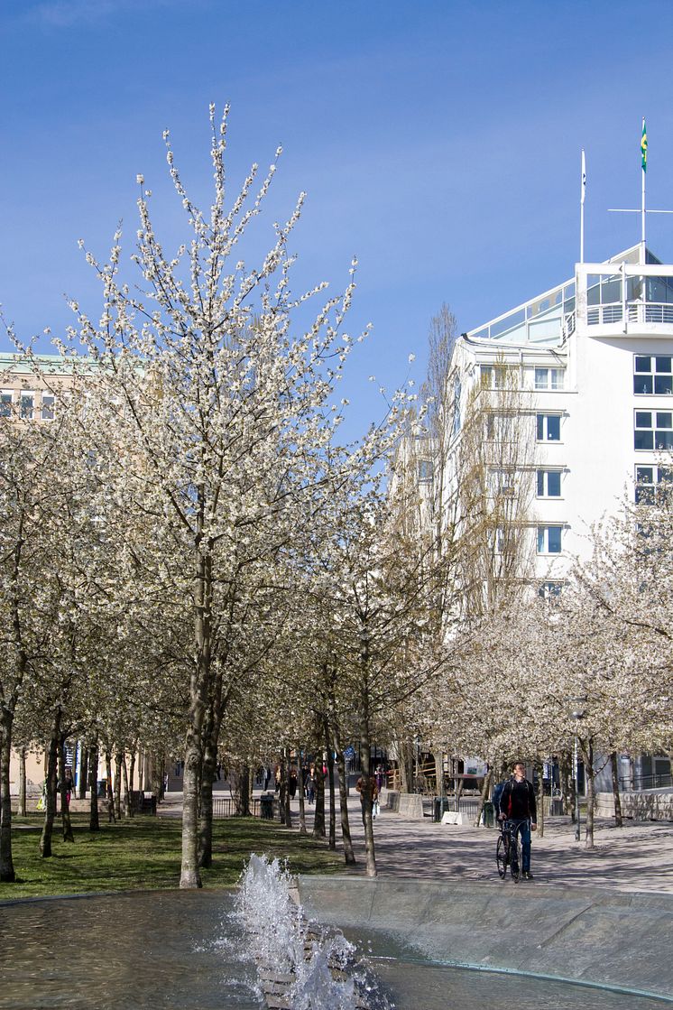 Blommande körsbärsträd