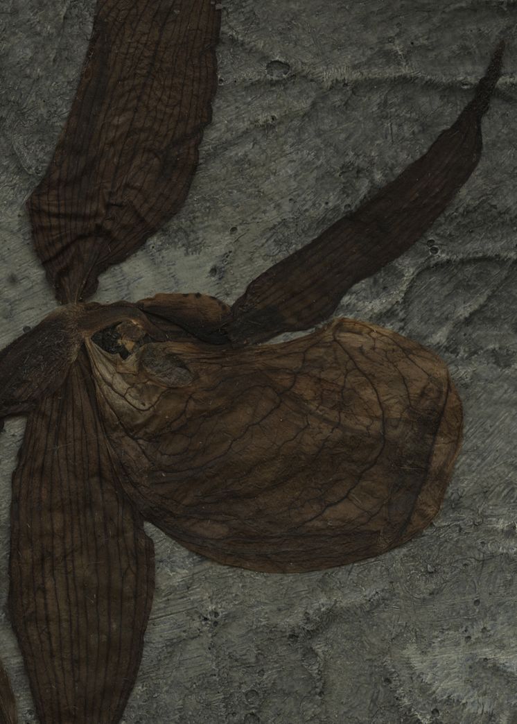 Detalj-Ladyslippers.jpg