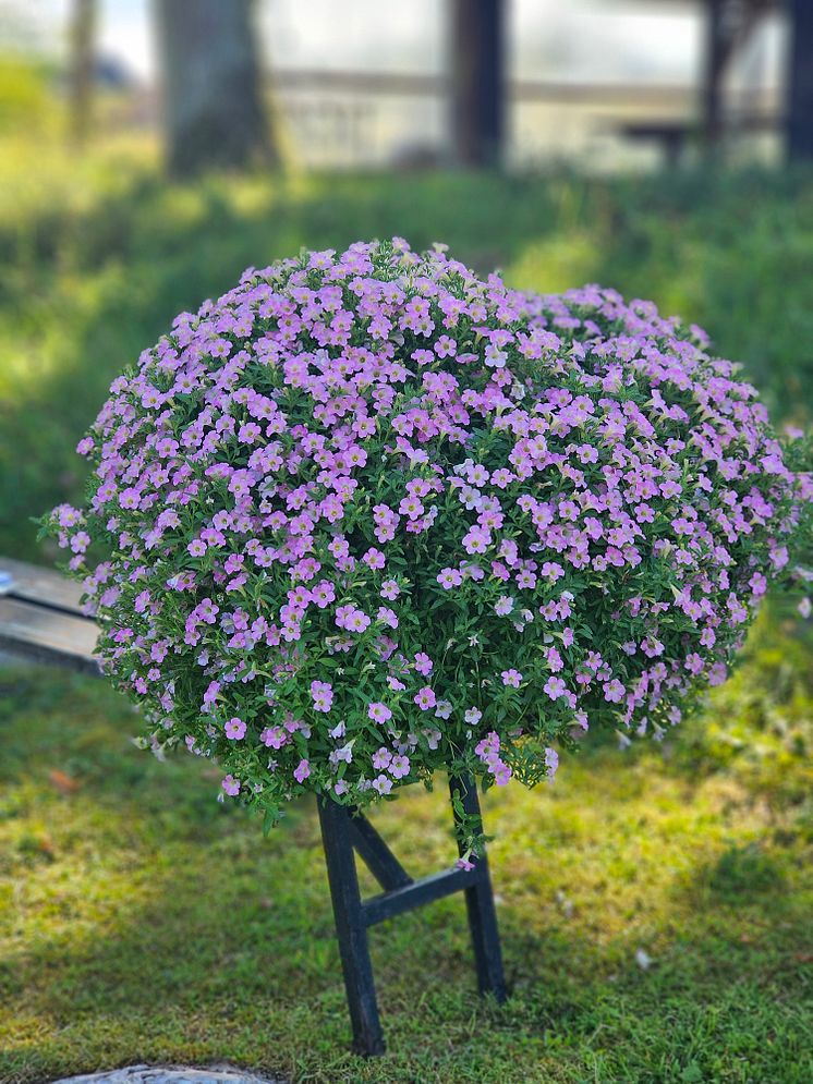 20240815_155620 kopiera  Petunia hybrida - Itsy Light Pink.jpg