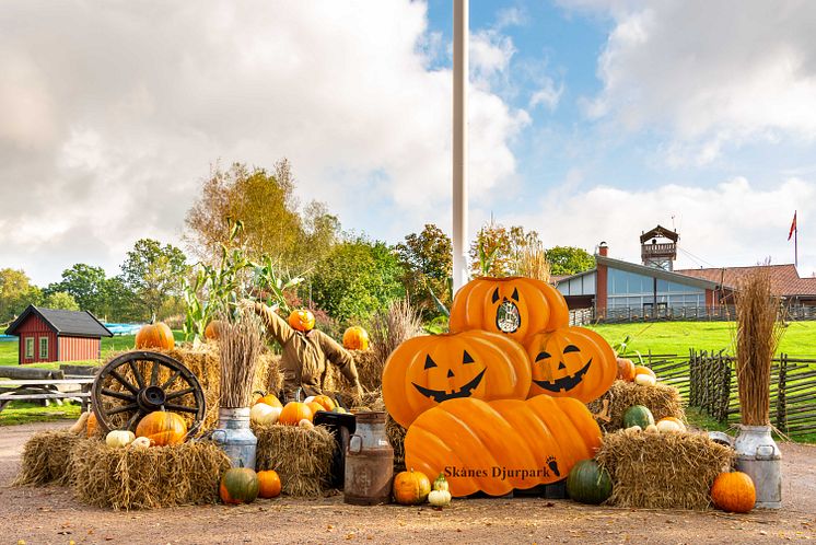 Tusentals pumpor i Skånes Djurpark