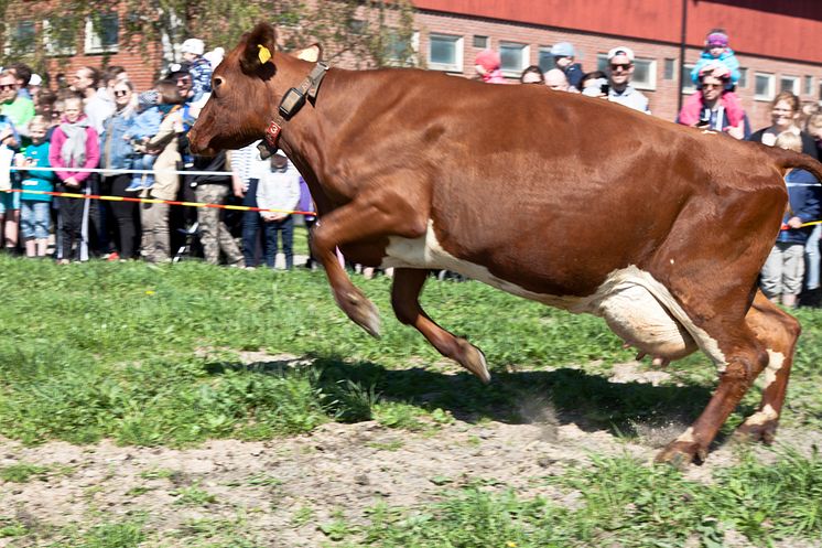 9 Kuslipp Skejtlein 2017 Foto Trine Guttulsrød