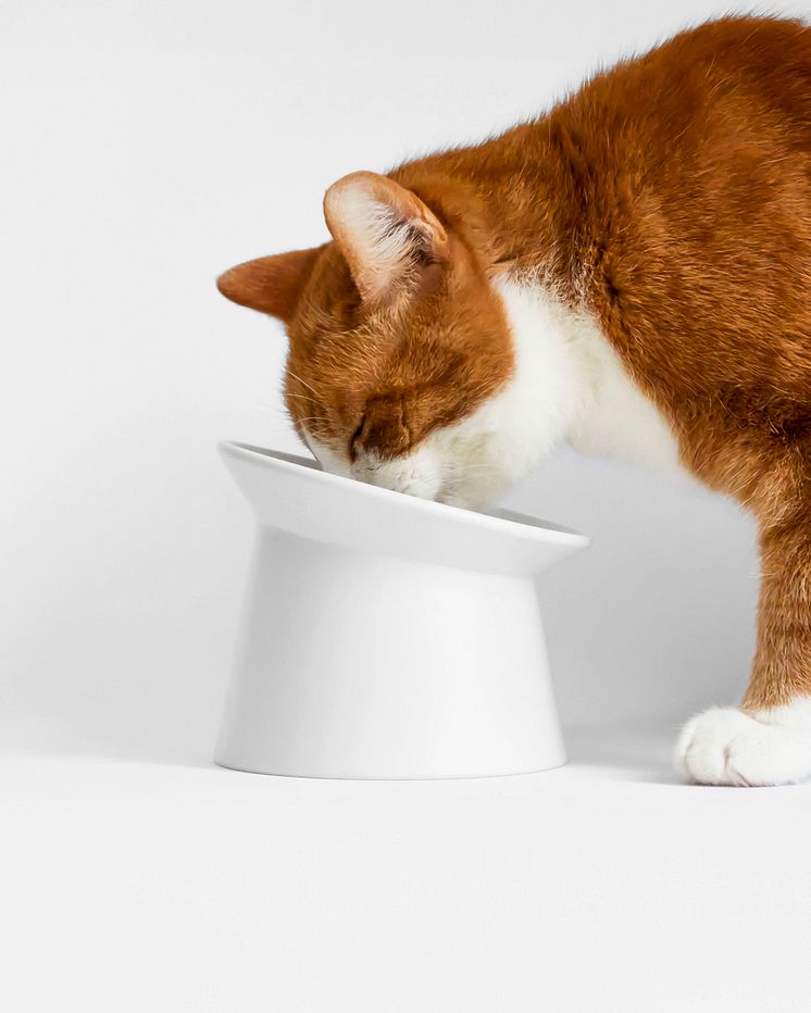 MIICE Satellite Bowl.jpg