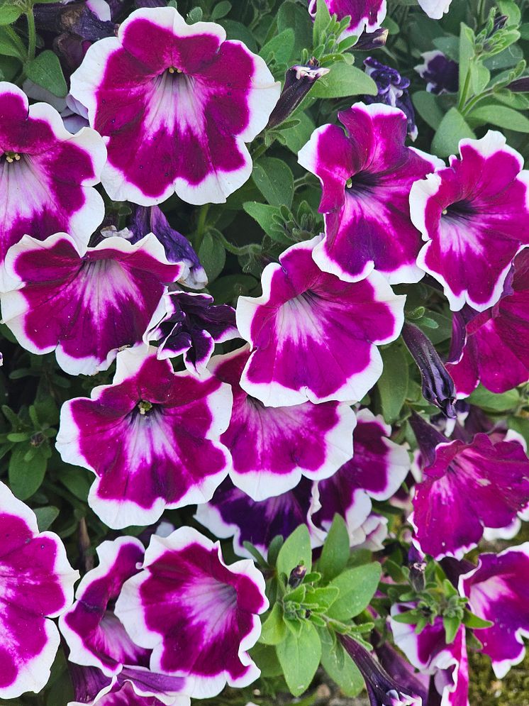20240815_162953 kopiera Petunia hybrida - Fun House Painted Love Purple.jpg