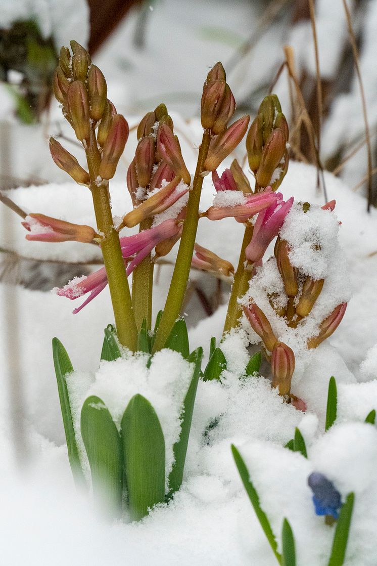 Hyacint-snow-002.jpg