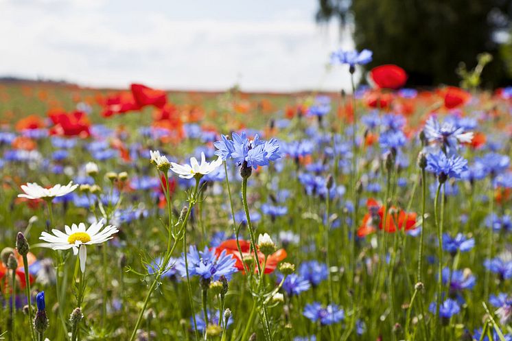 Blomsteräng