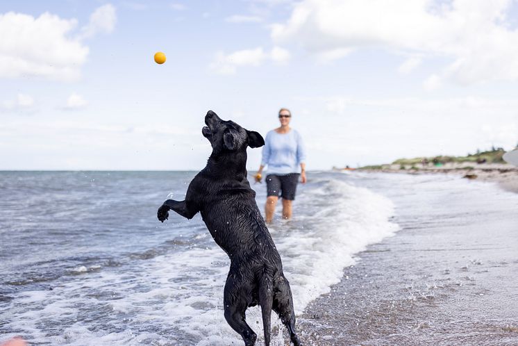 Urlaub mit Hund