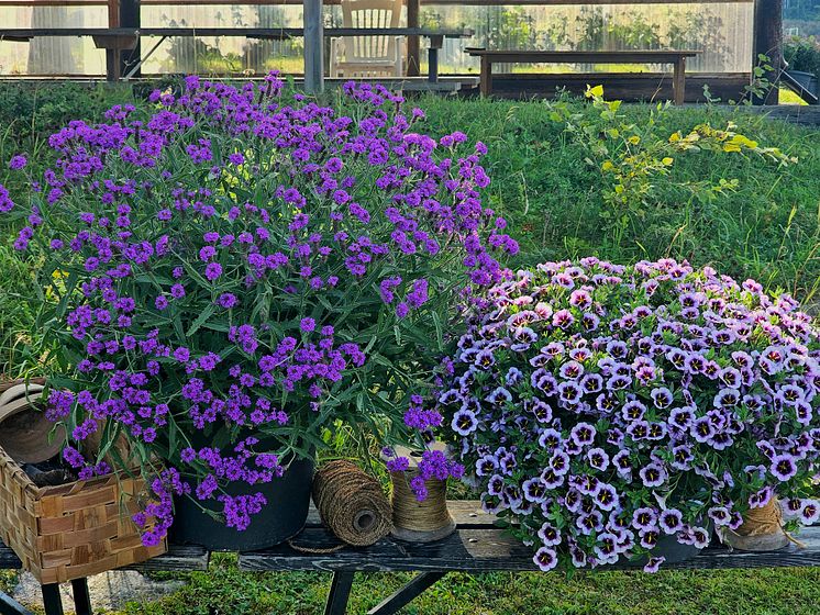 20240815_165028 kopiera Verbena rigida - Dazzling Night and  Calibrachoa hybrida Callie® Blueberry Spark.jpg