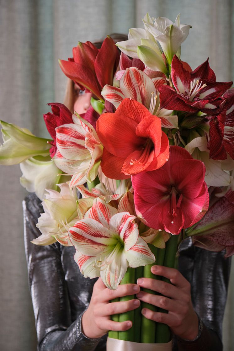 Amaryllis-Barbados AŪ- Ambiance AŪ- Mont Blanc AŪ- Rapido- Hercules-Mixad.jpg