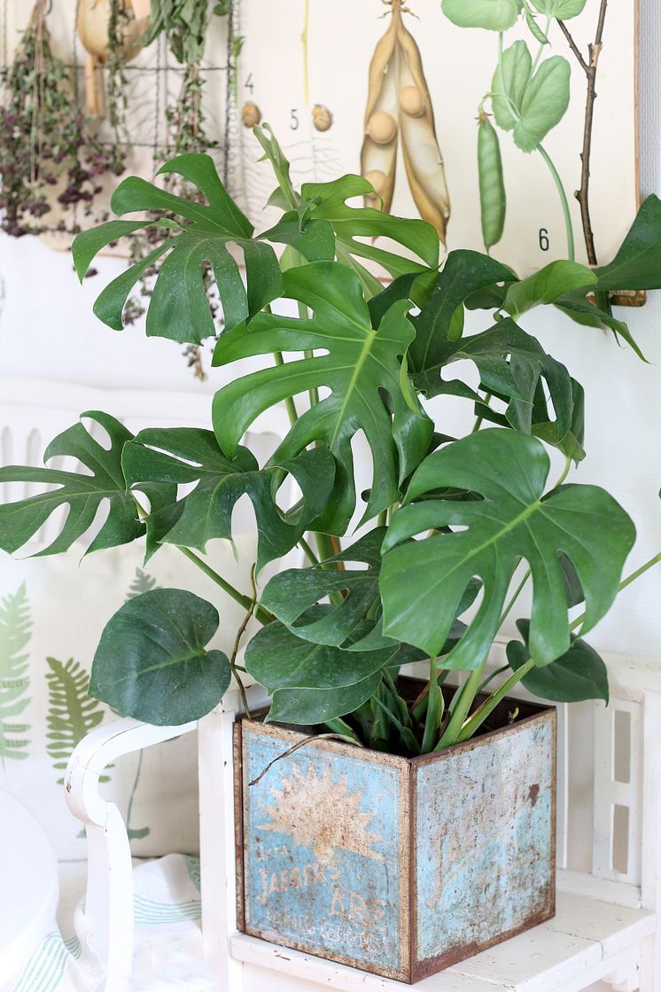 Gröna bladväxter 2023 monstera