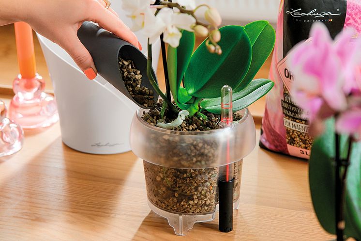 Eine Hand füllt Pflanzsubstrat in den transparenten Einsatz des Gefäßes ORCHIDEA von LECHUZA.